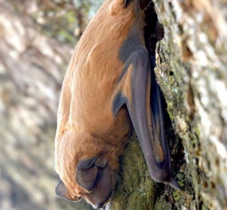 Nueva especie de murciélago encontrada en Santa Fe
