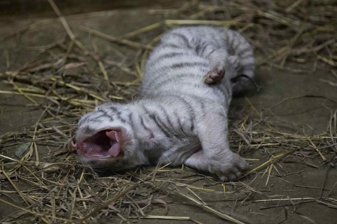 Nacen tres crías de tigre de bengala en el Zoo de Managua, EFE