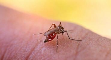 Se aprobó la vacuna contra el dengue: ¿Cómo saber si puedo recibirla?