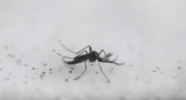 Dengue: investigadores desarrollaron un potente antiviral para tratar y prevenir la enfermedad