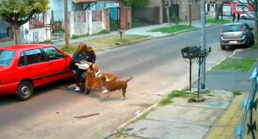 Feroz ataque de tres perros pitbull a una mujer en plena calle: la salvaron los vecinos