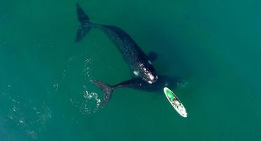 Las impactantes imágenes de las ballenas en Puerto Madryn que recorren el mundo 