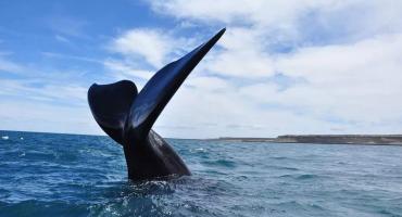 Tragedia ambiental en Península Valdés: casi medio centenar de ballenas aparecieron muertas en 2021