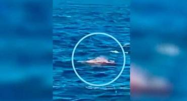 Dramático video: nadador fue devorado por un tiburón blanco en Sidney