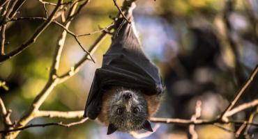 Alerta en Bahía Blanca: detectan un murciélago con rabia y vacunan a perros y gatos