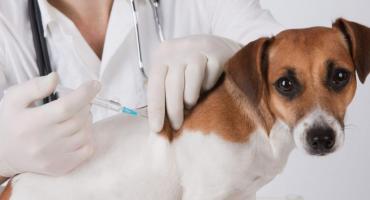 Baja preocupante en la vacunación de animales domésticos contra la Rabia