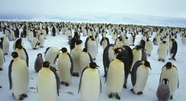 Advierten que el cambio climático podría disminuir las colonias del pingüino emperador