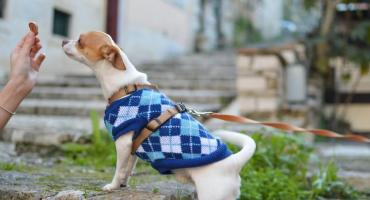 Perros y gatos, con ropa: ¿es conveniente o puede ser contraproducente?