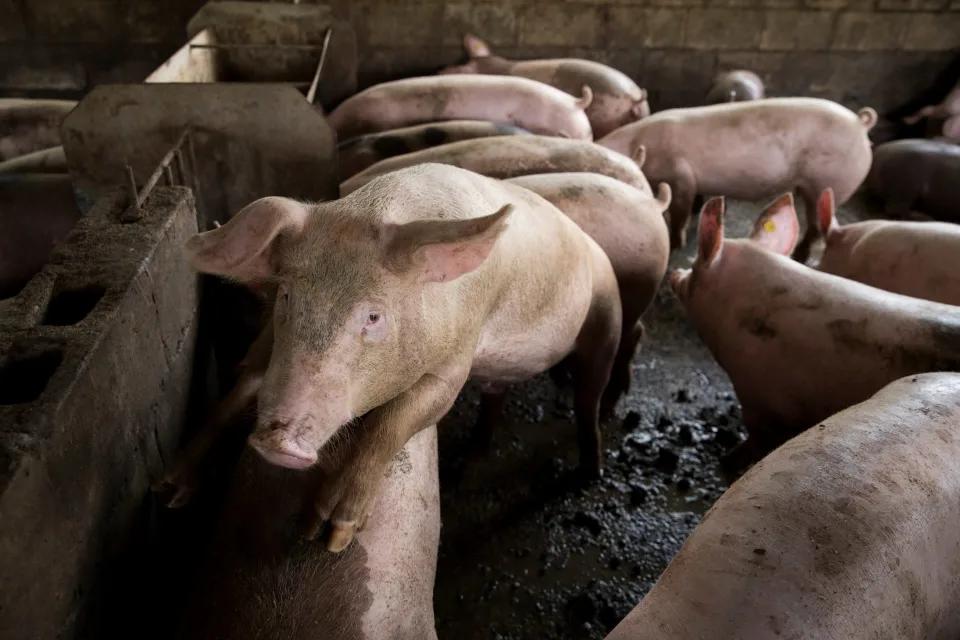 Cerdos, animales. Foto: EFE.